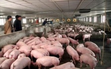  養豬場廢水污泥處理的工藝選擇