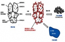  &ldquo;微生物蛋白提取技術"將挑戰污水治理頑疾